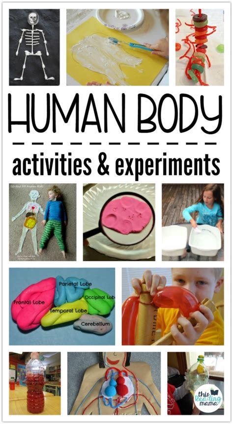 Human Body Activities And Experiments For Kids This Reading Mama