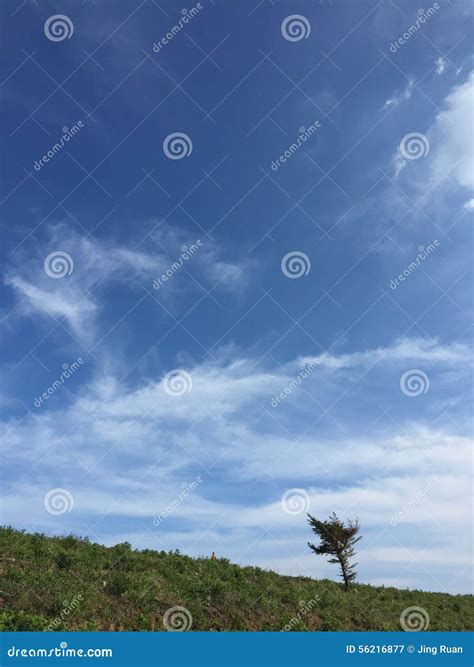 Lonely Tree In The Blue Sky Stock Image Image Of Blue Mountains