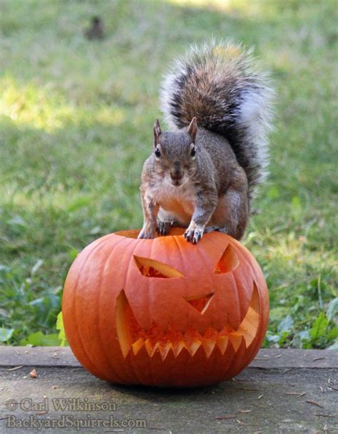 Squirrel On Top Of Jack O Lantern Squirrel Pictures Halloween