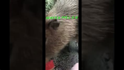 Capybara Eats Watermelon Song Youtube