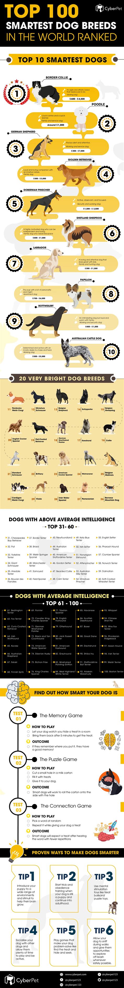 Top 100 Smartest Dog Breeds In The World Ranked Cyberpet