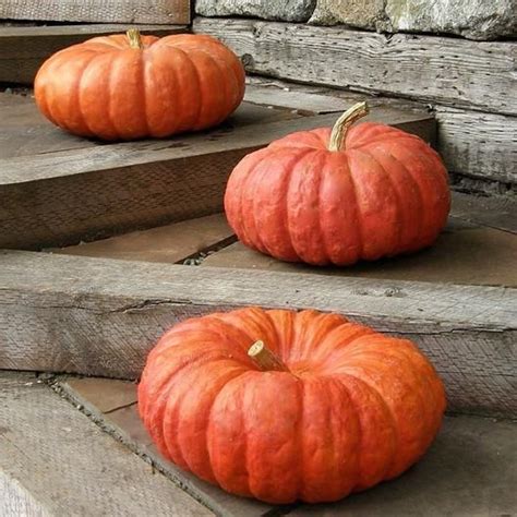 52 Types Of Pumpkins To Eat Decorate And Display Finding Sea