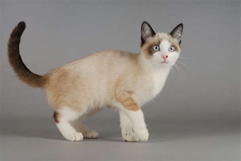 5 Best Snowshoe Cat Breeders Quality Over Quantity
