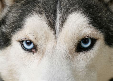 Sled Dogs Biological Science Picture Directory