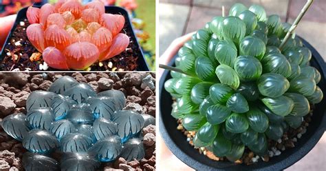 These Clear Succulent Plants Are So Neat They Look Like Tiny Opals