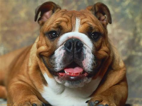 Everything About Your English Bulldog Luv My Dogs