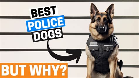 Why Are German Shepherds Used As Police Dogs Youtube