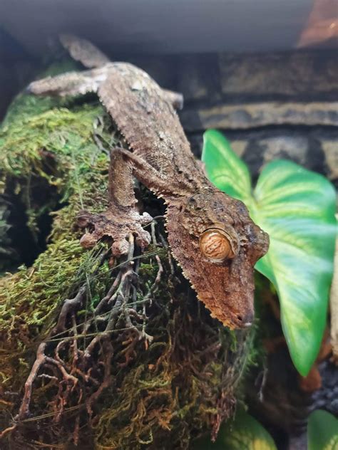 Treecko resembles a gecko or lizard. Giant Leaf-Tailed Gecko Female | Ringtail Exotics Pets
