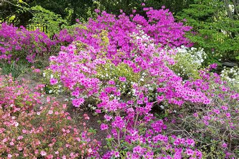 How To Grow And Care For Azalea Bushes Gardeners Path
