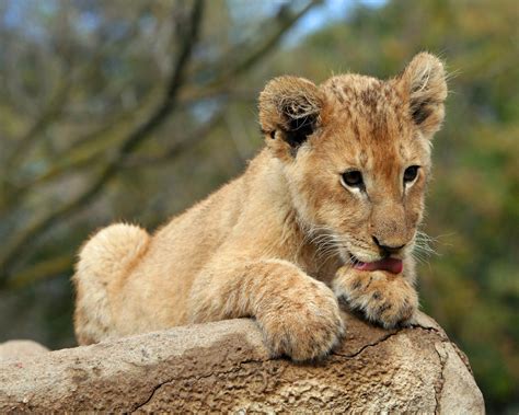 Löwenbaby Foto And Bild Tiere Tierkinder Natur Bilder Auf Fotocommunity