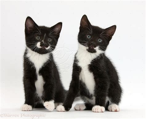 Black And White Tuxedo Male Kittens 7 Weeks Old Photo Wp36222