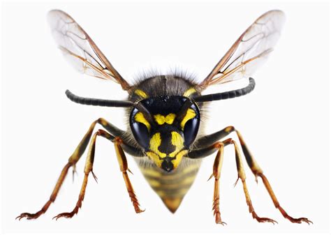 Drunk Wasps Just When You Thought They Couldnt Get Worse Huffpost