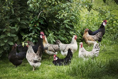 6 Of The Best Chickens For First Time Flock Owners Chicken Flock