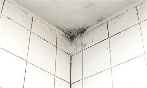 A Guide To Preventing Mould On Your Bathroom Ceiling Igloo Surfaces