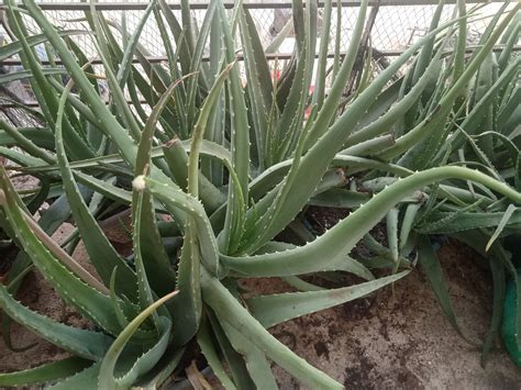 Buy Aloe Vera plants in India at Vidyut's corner