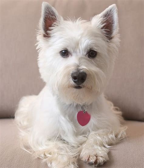 West Highland White Terrier Woofipedia Provided By The American