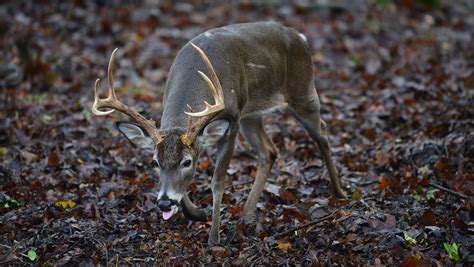 Deer With Cwd Origins Of Chronic Wasting Disease Found