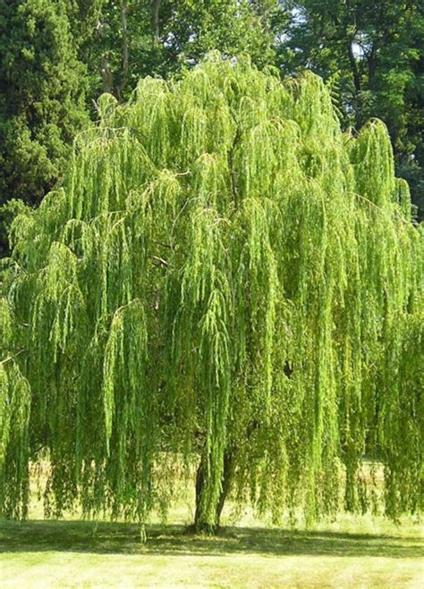 Weeping Willow Tree Tlc Garden Centers