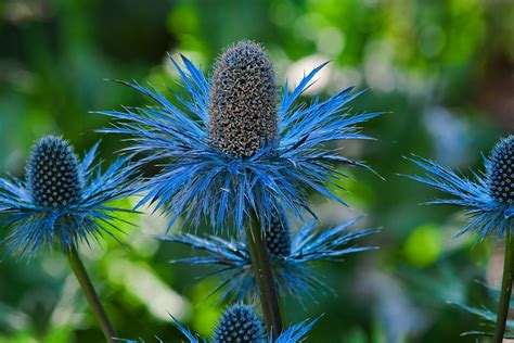Linda Cochrans Garden Eryngium Sapphire Blue
