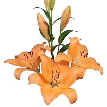Lily La Menton Cm Wholesale Dutch Flowers Florist Supplies Uk