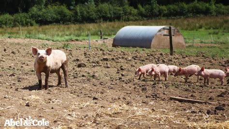 Organic Pig Farmer Mark Bury At Eversfield Farm Youtube