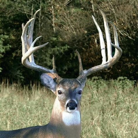 Giant Bucks Wild Life Pinterest