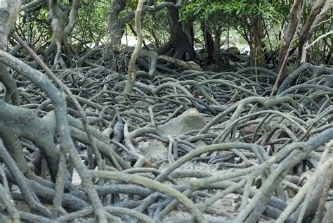 Free Stock Photo 11821 Tangled Mass Of Mangrove Roots Freeimageslive