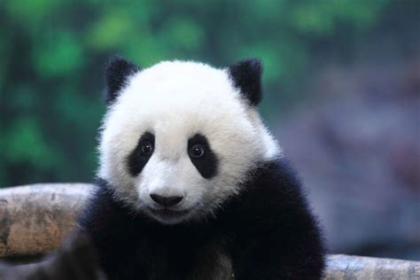 Long Long Six Month Old Baby Panda In Chinas Guangdong Province