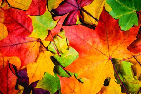 Autumn Leaves 4k Ultra Hd Wallpaper Background Image 4597x3065