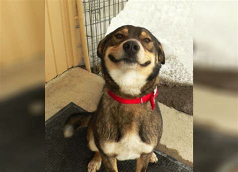 A Bunch Of Smiling Dogs To Cheer You Up Fuzzfeed