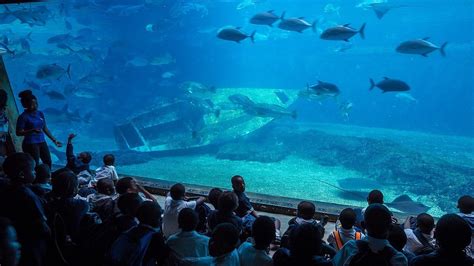 Top Ushaka Marine World Prices 2023tours And Activities Tickets N Tour