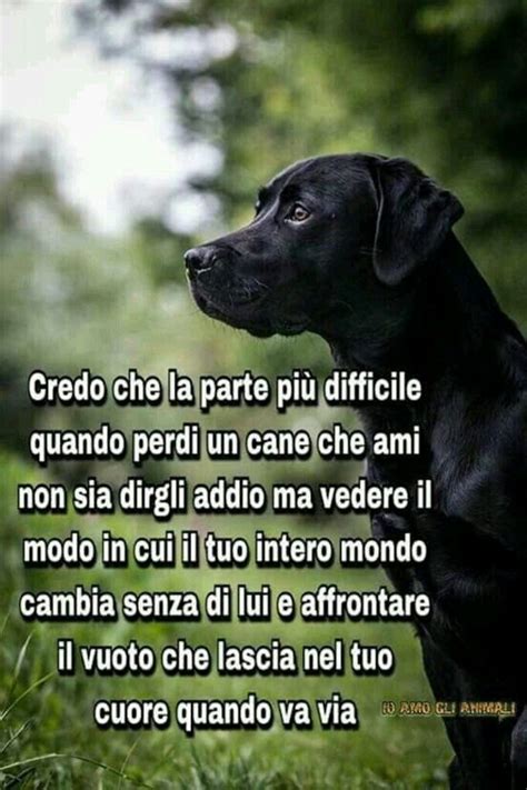 Frasi Amore Per I Cani 5 Citazioni Sui Cani Cani Zampe Del Cane