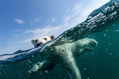 Underwater Polar Bear Hudson Bay Nunavut Canada Paul Souders