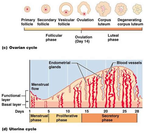 Early Signs Of Menstrual Cycle