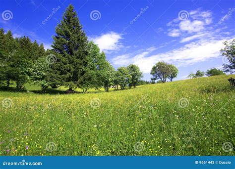 Meadow With Flowers Stock Image Image Of Grazing Living 9661443