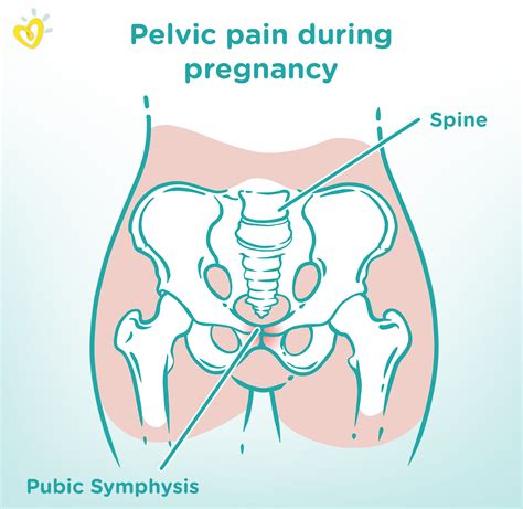 Pelvic Floor Symptoms Pregnancy Review Home Co