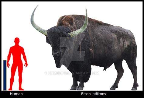 Bison Latifrons An Extinct Species Of Bison That Lived In North