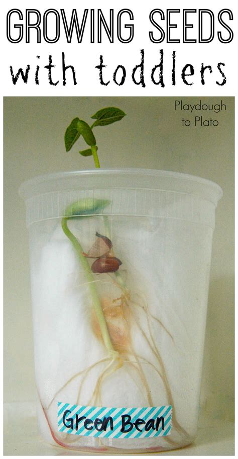 Growing Seeds With Toddlers Playdough To Plato