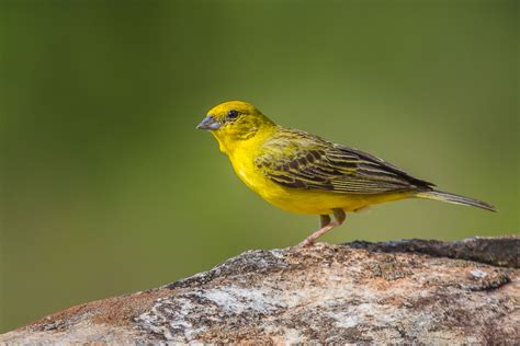 Stripe Tailed Yellow Finch Canário Rasteiro Sicalis Citri Flickr