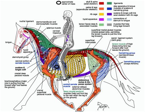 An Introduction To Your Horses Conformation Horse Anatomy Horses