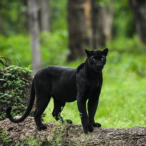 Top 14 Big Cat Species In India Popular And Biggest Wild Cats Fact In