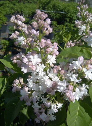 Beauty Of Moscow French Lilac Trees And Shrubs › Anything Grows