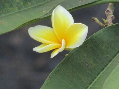 Kenapa Sih Bunga Kamboja Selalu Identik Dengan Kuburan Dan Mitos Angker