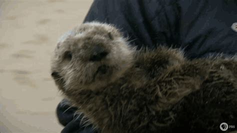 Fall In Love With Baby Sea Otter 501