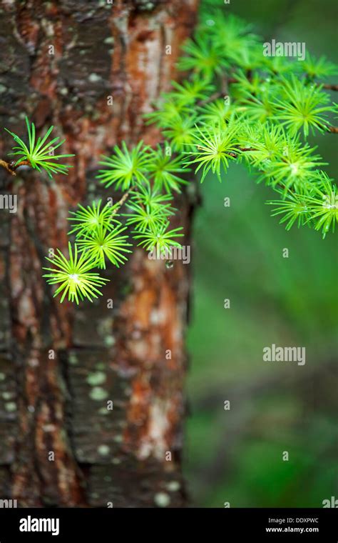 Larch Tree And Leaves Stock Photo Alamy