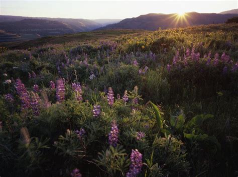 10 Oregon Wildflower Hikes That Are Blooming Right Now