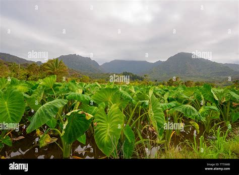 A Field Of Taro Plantscolocasia Esculenta Near The Hawaiian Town Of