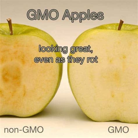 Gmos What Are They Happily Unprocessed