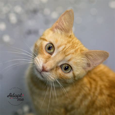 Our mission is to place cats with the perfect loving home they deserve. Cat Tales Rescue adoptable cats in Seabrook, NH
