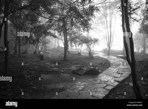 Mysterious Misty Path In Forest In Black And White On Ali Mountain